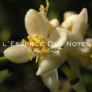 472101714 1148251263966998 8146387356161695890 n 472101714 1148251263966998 8146387356161695890 n